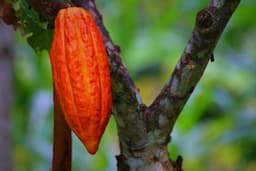 Budidaya Tanaman Kakao Komoditi Andalan Indonesia