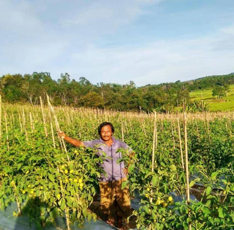 Sukses Bertani Penghasilan Mampu Bersaing dengan Gaji PNS
