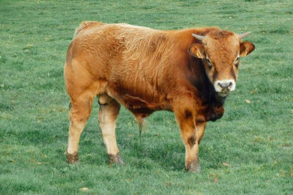 Budidaya Sapi Limosin: Begini Cara dan Langkah Penggemukannya