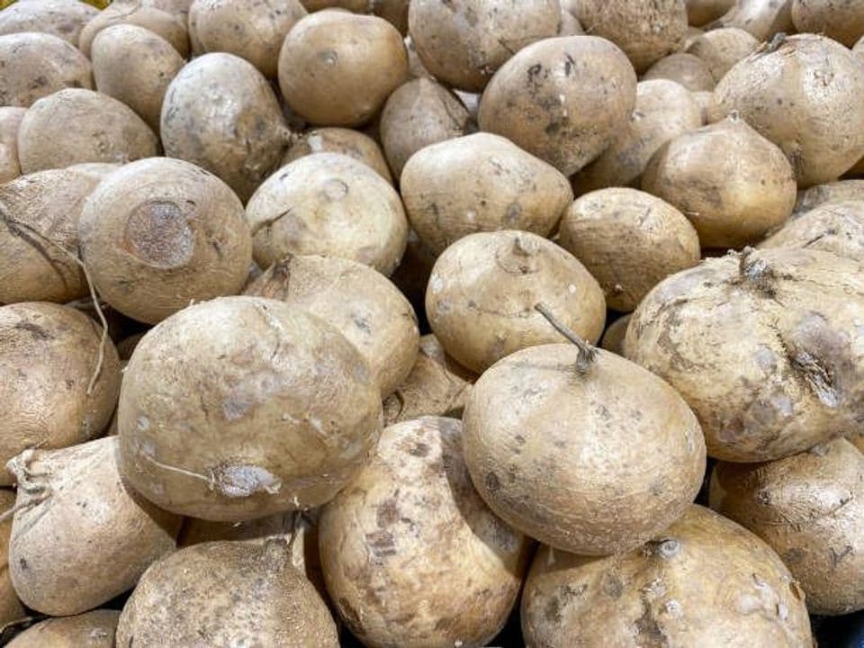 Budidaya Bengkoang Organik: Pembibitan, Cara Menanam Hingga Panen