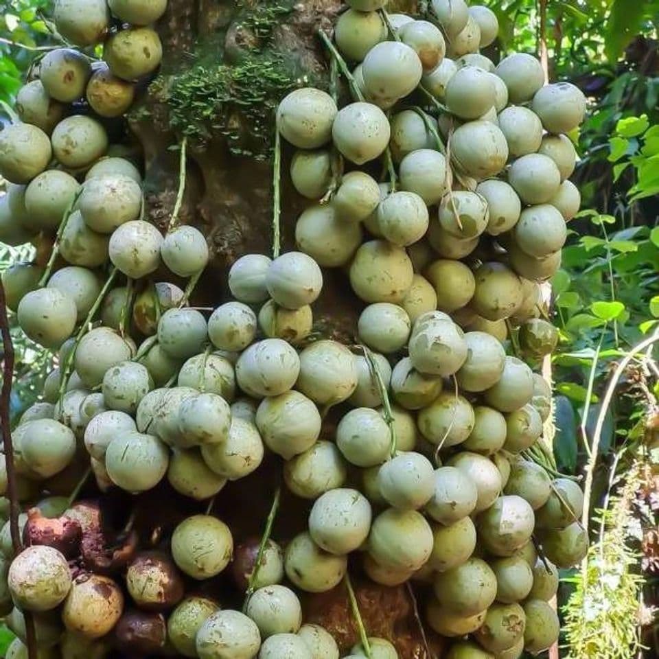 Panduan Lengkap Budidaya Buah Duku agar Hasil Maksimal dan Cepat Panen