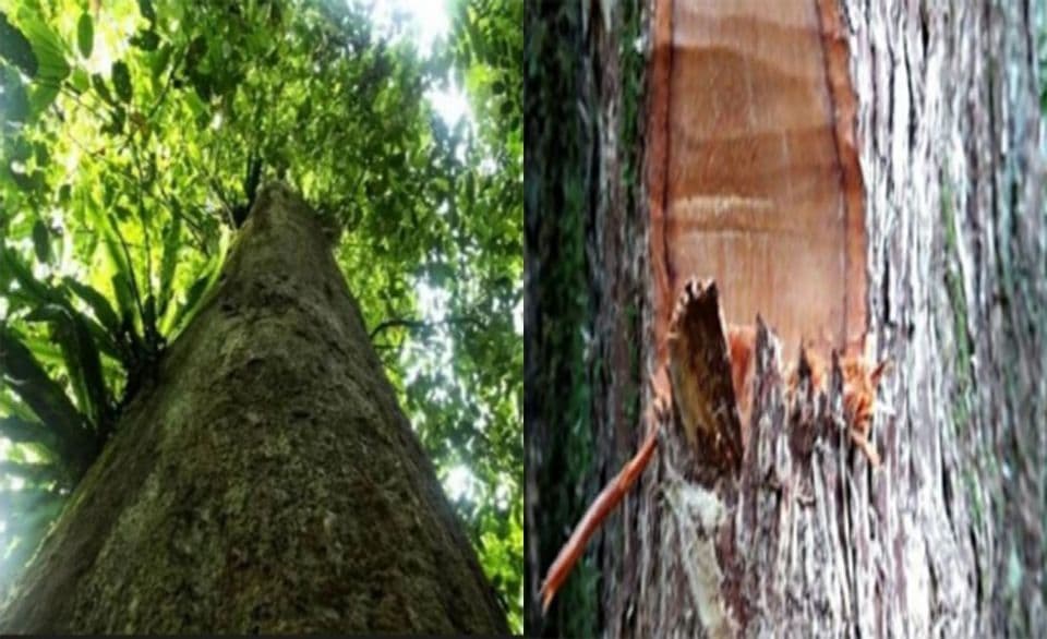 Kayu Besi Borneo "Ulin" yang Semakin Terancam Kepunahan