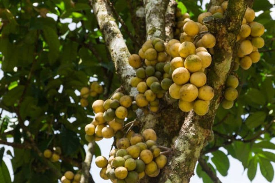 Budidaya Buah Duku: Syarat Tumbuh, Tekhnik Penanaman Hingga Perawatannya