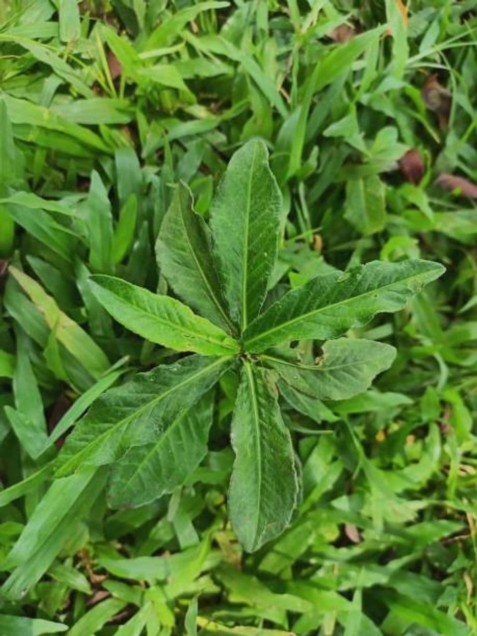 Budidaya Tempuyung (Tanaman Herbal) yang Memiliki Banyak Manfaat