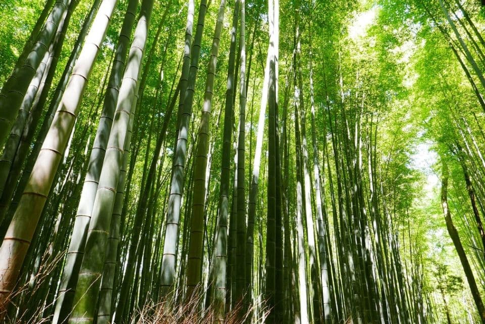Mengenal Jenis-Jenis Bambu di Indonesia dan Pemanfaatannya