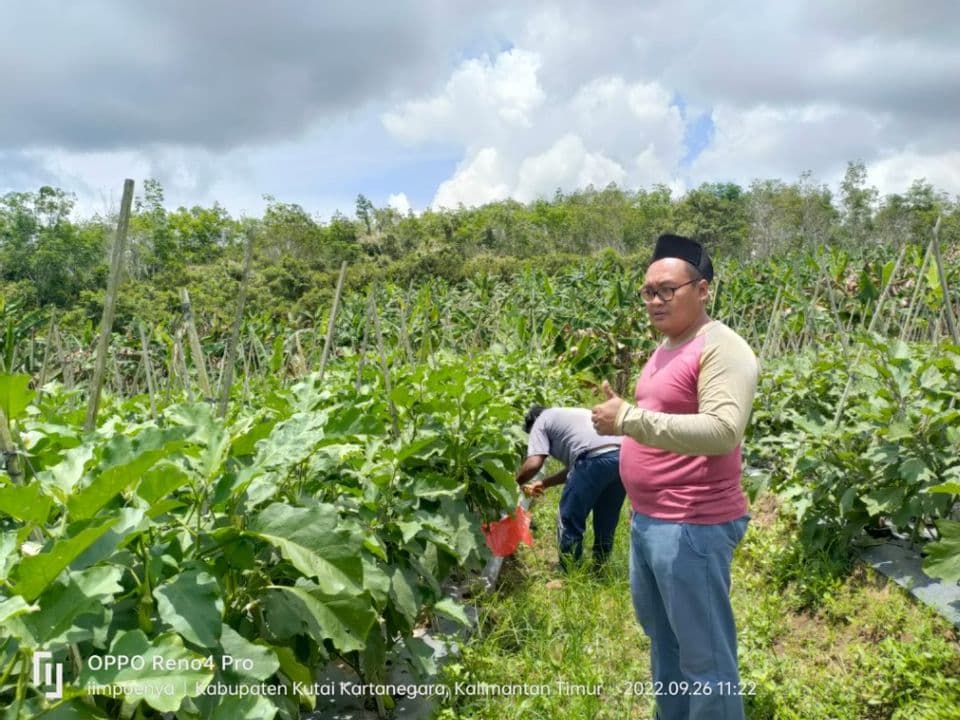 Potensi Sektor Pertanian untuk Budidaya Tanaman Hortikultura di Desa Sumber Sari