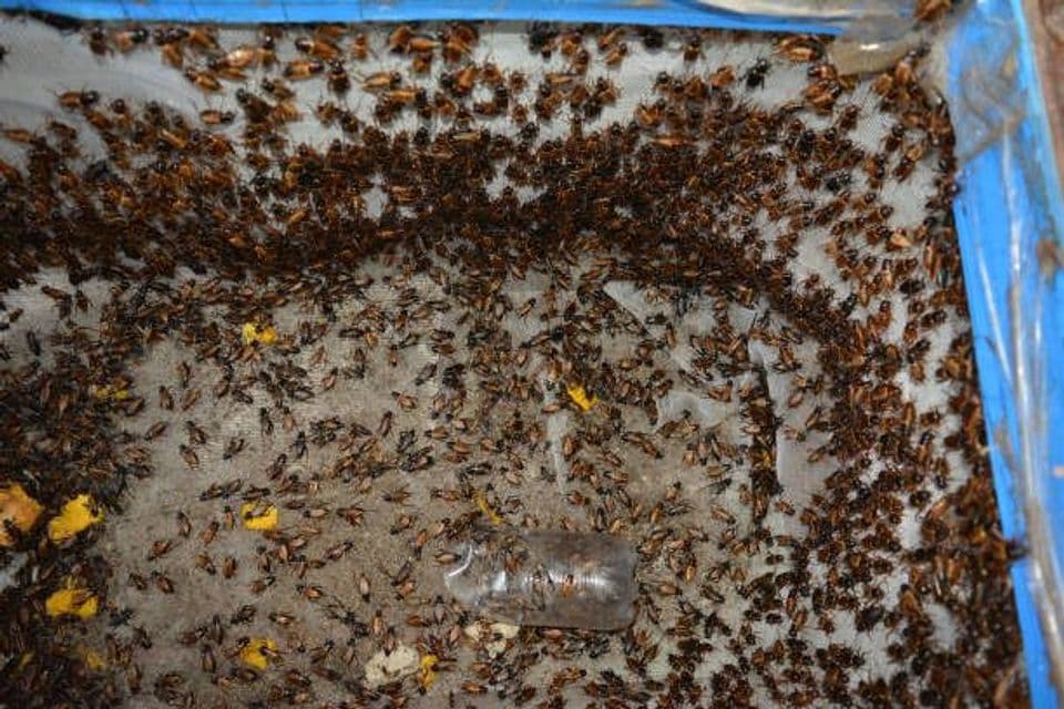 5 Langkah Mudah Berternak Jangkrik di Desa