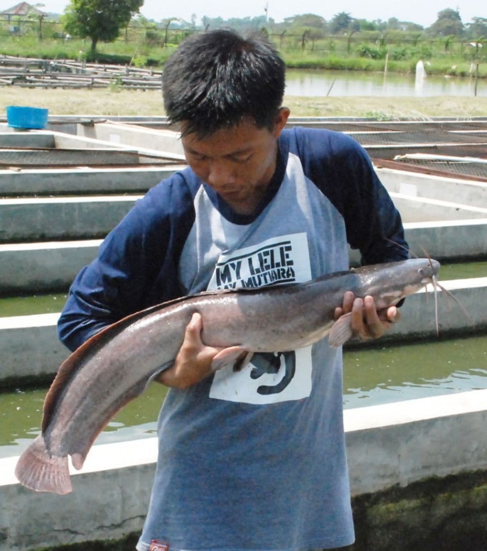 Cara Budidaya Ternak Lele: Panduan Lengkap Untuk Pembesaran Lele