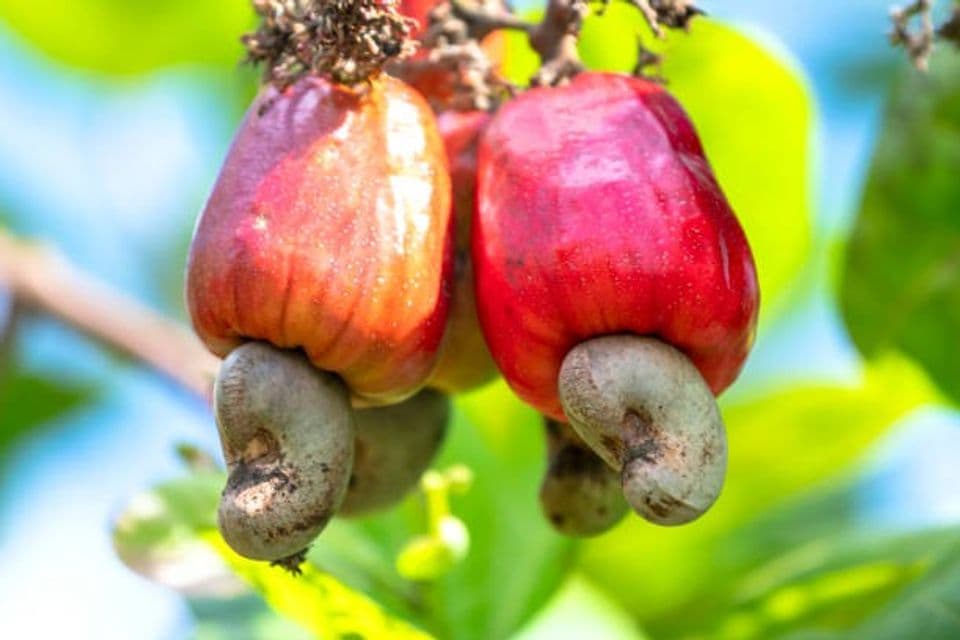 Budidaya Kacang Mete Memiliki Banyak Manfaat dan Bernilai Ekonomi