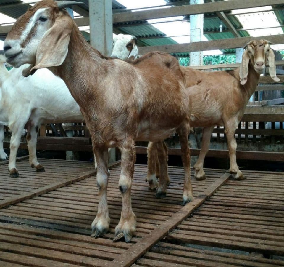 Analisis Ternak Kambing Jenis Jawa Randu