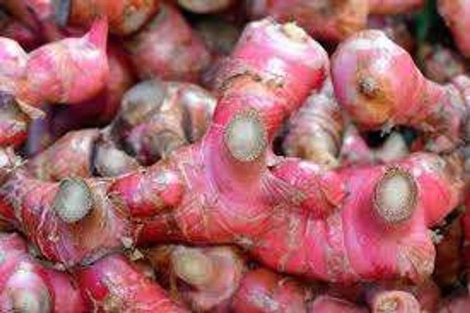 Memanfaatkan Karung Bekas untuk Memudidayakan Jahe Merah, Begini Caranya!