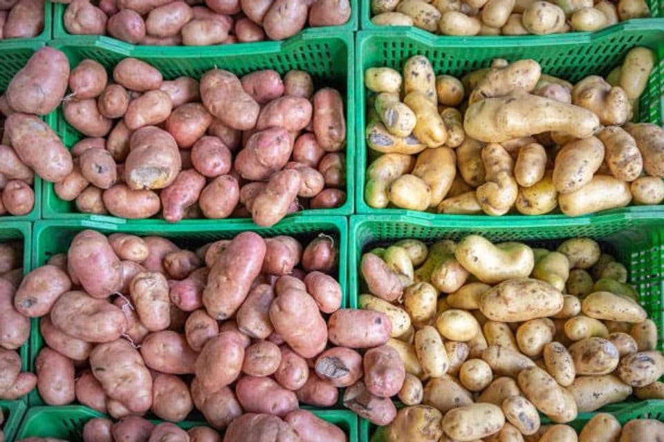 Proses Terlengkap Budidaya Kentang Atlantik dan Prospek Bisnisnya