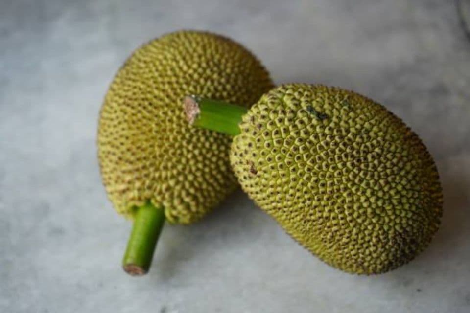 Panduan Lengkap Budidaya Nangka Mini yang Cepat Berbuah