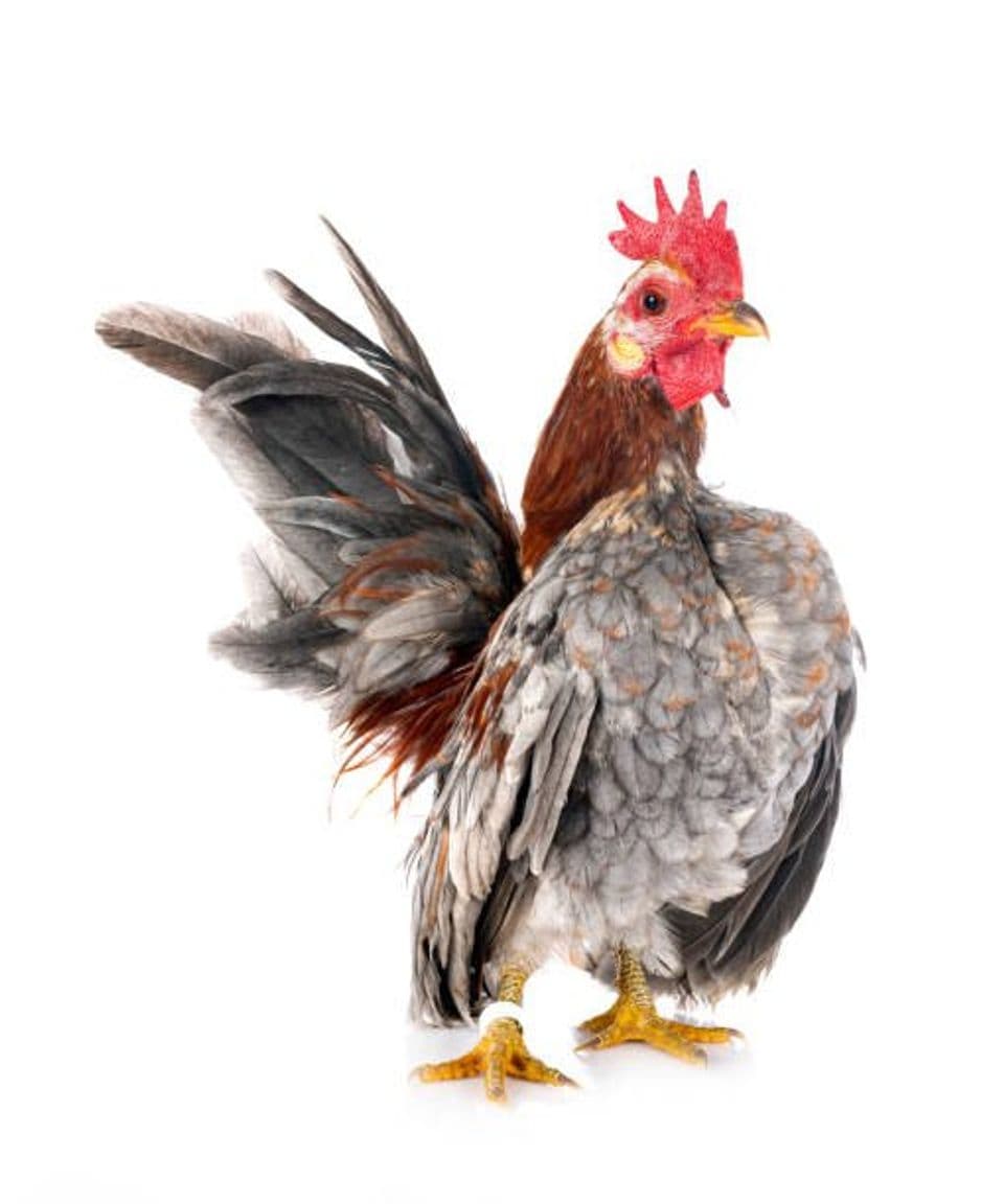 Mengenal Jenis Ayam Serama, Ciri-ciri dan Keunggulannya