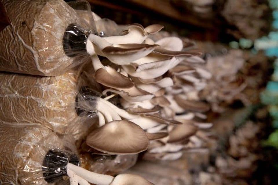 Cara Budidaya Jamur Tiram di Rumah dengan Panduan yang Tepat
