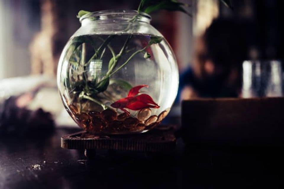 Budidaya Ikan Cupang: Perawatan, Hingga Tips Mengawinkannya