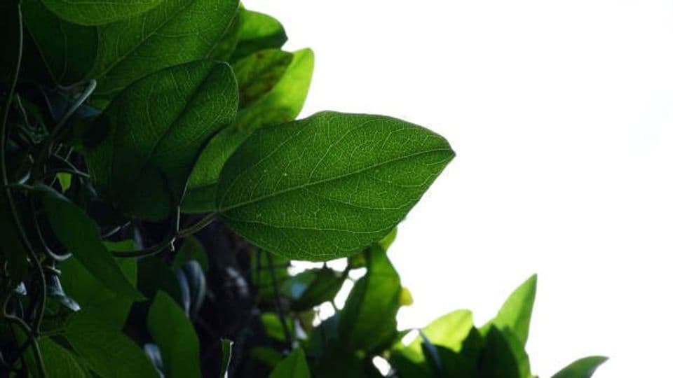 Menghasilkan Cuan di Rumah dengan Menanam Pohon Cincau, Begini Budidayanya!